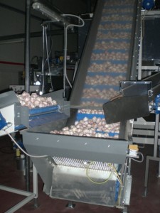lavorazione-patate-latiano-brindisi